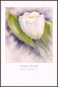 Pure Tulip – Botanical Watercolor Art Poster